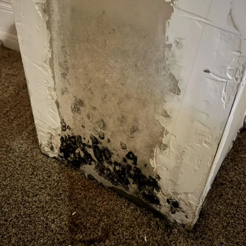 Professional Mold Removal in Saline County, IL